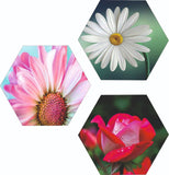 Load image into Gallery viewer, Webelkart Set Of 3 Flowers Art Wooden Wall Hanger for Home Decor | Office | Gift | Bedroom | Living Room | Home Decoration | Wall Hanging Decorative Item | Artwork Canvas Paintings